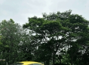 开云体育官网-阿斯顿马丁轻取法拉利，诺里斯扛起全队的简单介绍